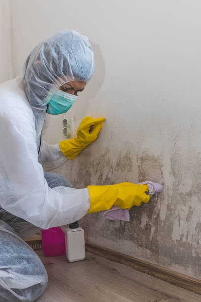 Best Attic Mold Removal  in Perry, UT